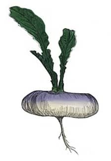Norfolk Napkins logo