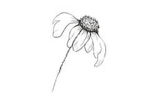 Daisy Alice Bridal logo